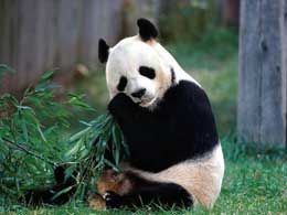 Pandaların yalnız bambuk yediyini bilirdinizmi?