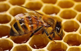 Allahın yaratma sənətinin təcəllisi: arı pətəyi 