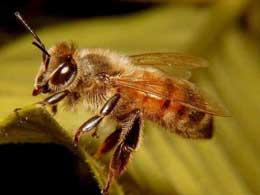 Yarım kiloqram bal əldə etmək üçün 120.000 km yol qət edən arılar  
