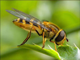 Arılar qütbləşmiş işığı görmə qabiliyyətlərindən istifadə edərək qida tapa bilirlər