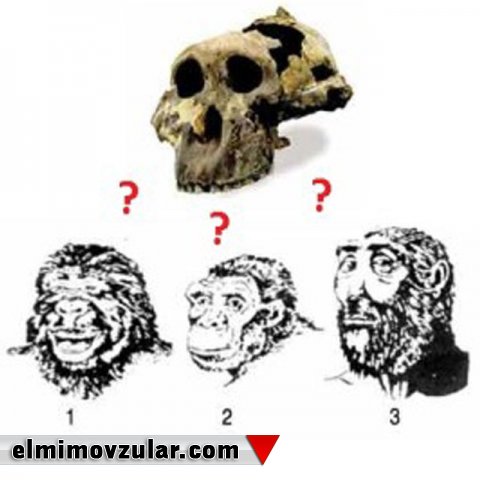 Darvinistlərin insanın əcdadı olduğunu iddia etdiyi ZİNCANTROP (Zinjanthropus boisei) fosili saxta çıxdı