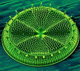 Diatomlar