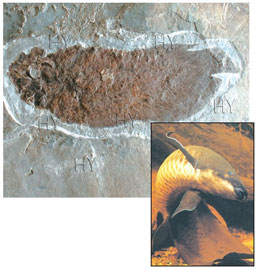 Darvinistlərin “Yaşayan fosil” narahatlığı