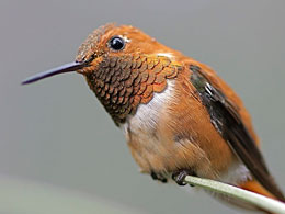 Hansı çiçəklərdən nektar topladığını xatırlayan kolibrilər