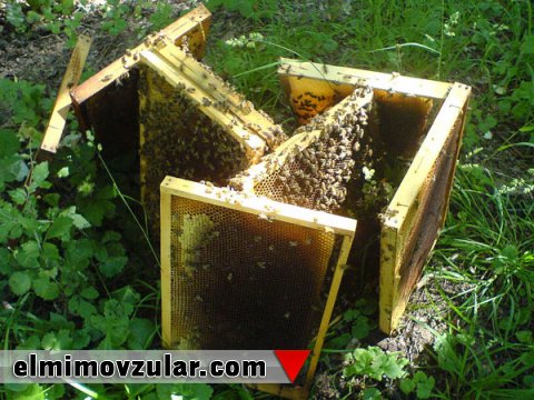 Kompüter proqramçıları bal arılarını nümunə götürür