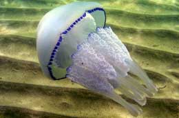 Rihzostorna pulmo  - meduza -