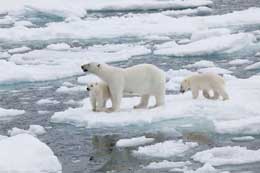 Qütb ayılarının buzun üstündə yaşamalarını təmin edən mükəmməl xüsusiyyətlər 