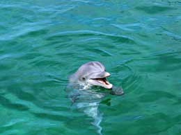 Sonar sistemi ilə görən delfinlər