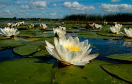 Lotus bitkisi (ağ su zanbağı)