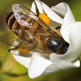 Kompüterlərdən sürətli işləyən arılar