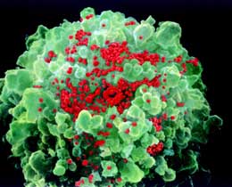 İnsana acizliyini xatırladan mikroskopik varlıqlar: viruslar
