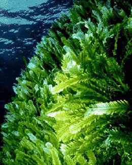 Oksigen təmin edən möcüzəvi tək hüceyrəlilər: Dəniz yosunları 