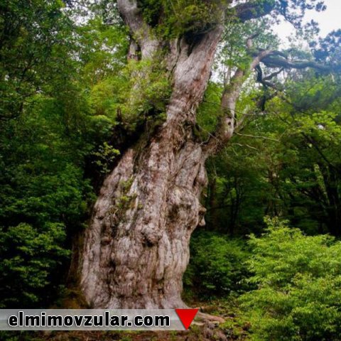 Yaşayan ən yaşlı ağaclar