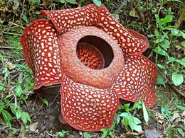 Dünyanın ən böyük çiçəyi: Rafflesia Arnoldii